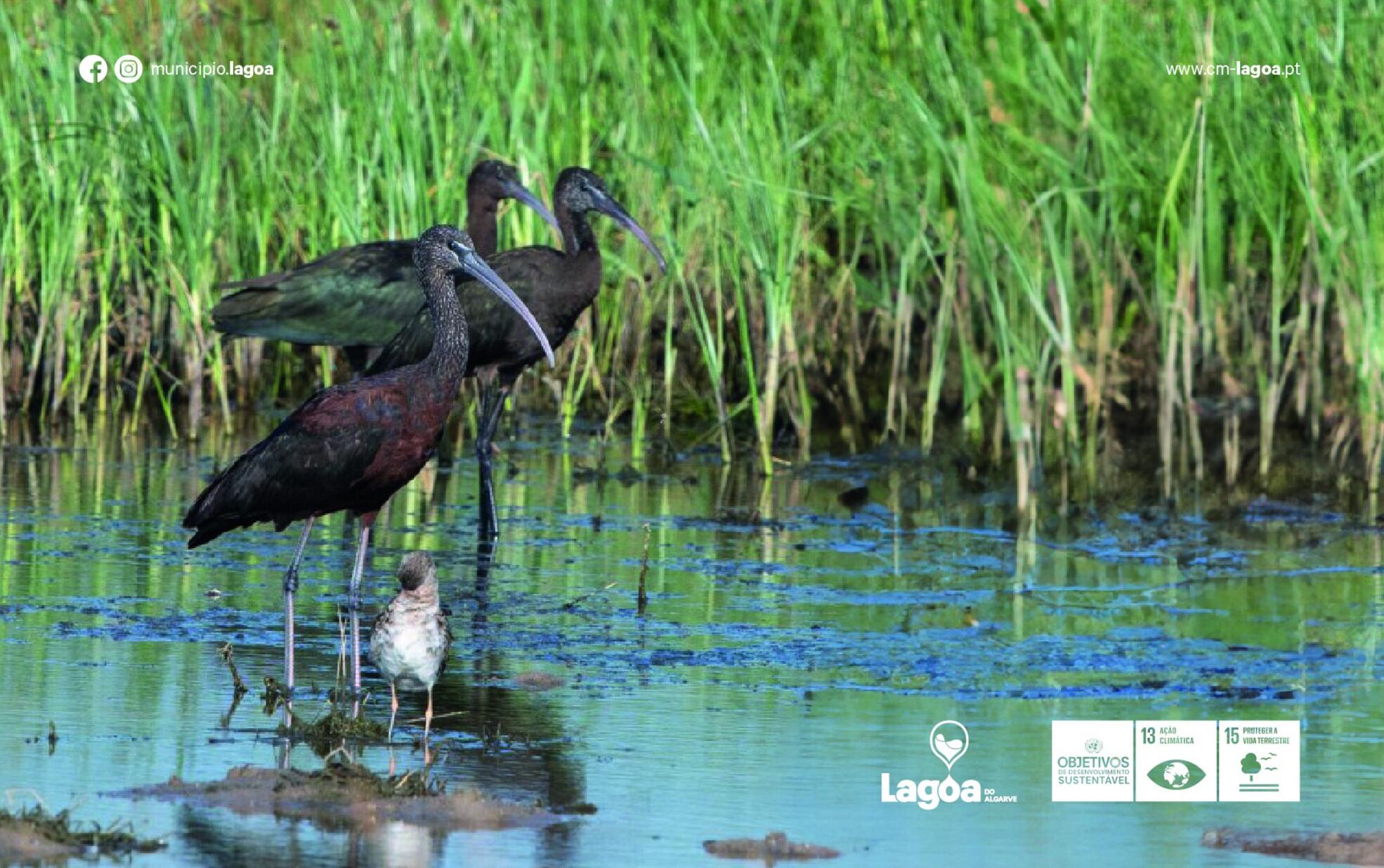 Câmara Municipal de Lagoa compra os terrenos das “Alagoas Brancas” 