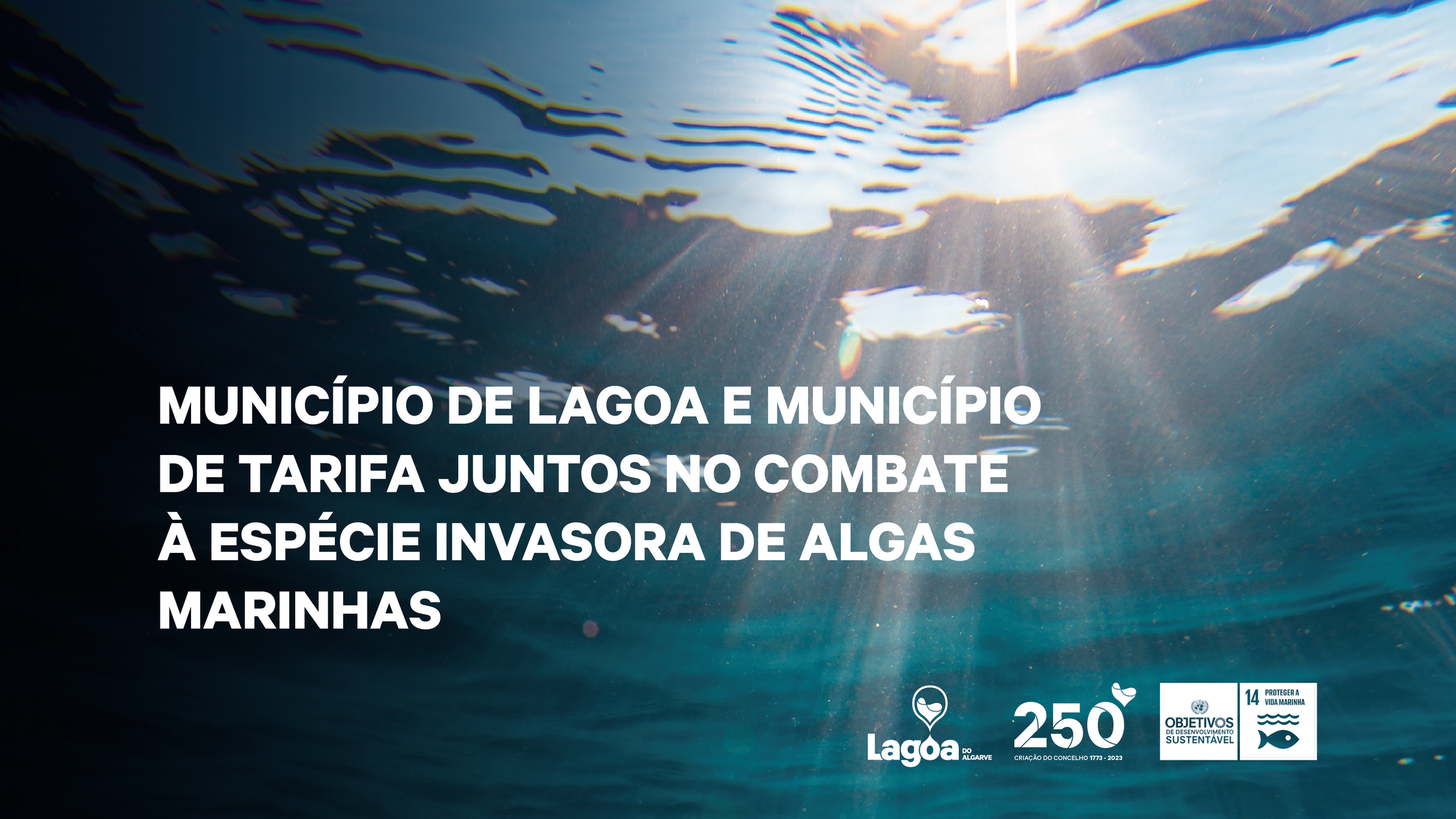 Município de Lagoa e Município de Tarifa juntos no combate à espécie invasora de algas marinhas