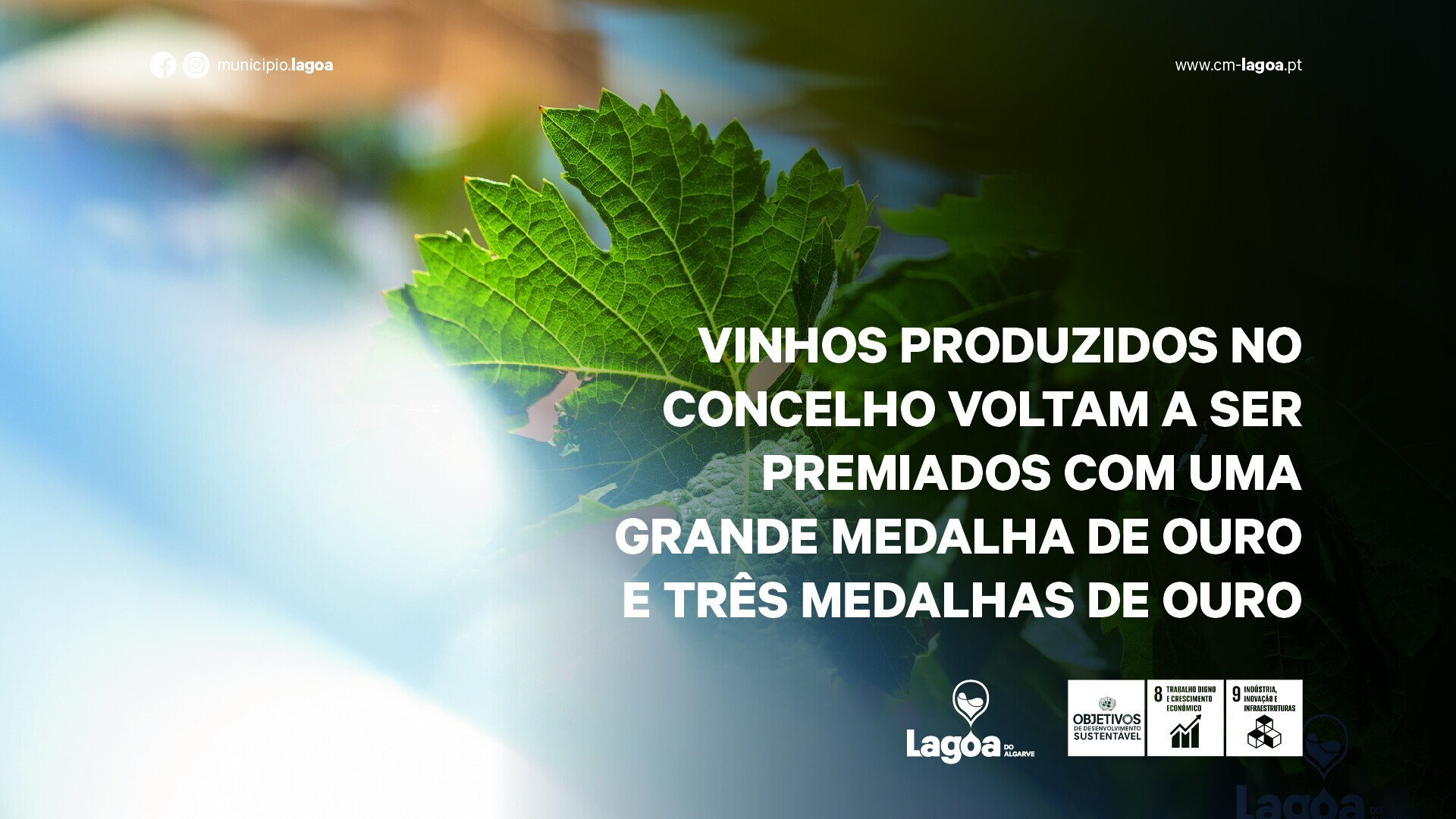 Vinhos de Lagoa voltam a ser premiados no Concurso “Cidades do Vinho”